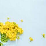 岡崎休診のお知らせ